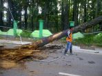 pohon-tumbang_20161124_081403.jpg