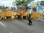 polisi-dan-sapi_20170323_193008.jpg