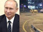 presiden-rusia-viral-vladimir-putin-lepas-800-singa-hanya-hoaks.jpg
