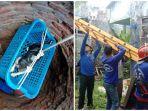proses-evakuasi-kucing-yang-masuk-sumur.jpg