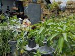 pusat-penjualan-tanaman-hias-dan-bibit-pohon-buah-di-jalan-yos-soedarso-palangkaraya-23122020-6.jpg