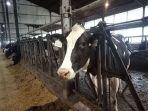 salah-satu-sapi-holstein-yang-ada-di-peternakan-greenfields-di-desa-babadan.jpg