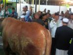 sapi-bantuan-presiden-joko-widodo_20160912_092848.jpg