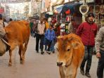 sapi-berkeliaran-di-tengah-kota-di-negara-bagian-india_20170502_093915.jpg