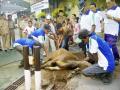 sapi-kurban-martapura.jpg
