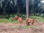 sapi-mati-mendadak_20171107_174719.jpg