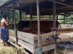 sapi-tabalong_20171107_170615.jpg