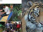 sebelumnya-bibi-korban-katemin-sempat-berhadapan-dengan-harimau-itu.jpg