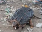 seekor-kura-kura-aneh-ditemukan-seorang-warga-bernama-amir-hamzah-40_20180527_193027.jpg