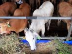 sejumlah-sapi-yang-dijual-di-mal-hewan-kurban_20150919_144658.jpg