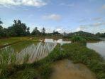 sempat-terendam-beginilah-kondisi-tanaman-padi-di-desa-gunungmakmur-sesaat-s.jpg