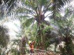 seorang-buruh-saat-memanen-buah-sawit-di-area-perkebunan-pt-kap.jpg
