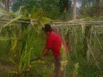 seorang-petani-buah-naga-purwantini-di-desa-habaring-hurung.jpg