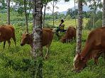 seorang-peternak-sapi_20171128_204050.jpg