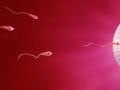 sperma-pria.jpg