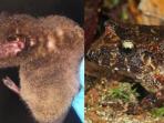 spesies-langka-yang-ditemukan-di-bolivia-katak-kelelawar_20150825_154301.jpg