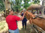 suasana-pelayanan-terpadu-kesehatan-hewan-di-desa-ujungbatu-kecama.jpg