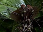 tacca_chantrieri.jpg