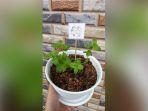 tanaman-daun-mint-yang-banyak-diburu-warga-banjarmasin-kalimantan-selatan-25112020.jpg