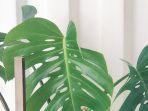 tanaman-hias-monstera-01.jpg