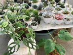 tanaman-hias-monstera-dan-kaktus.jpg