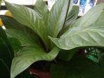tanaman_hias_aglonema_dengan_berbagai_jenis_1.jpg