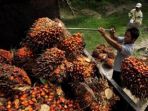 tandan-buah-segar-kelapa-sawit-dinaikan-ke-atas-truk_20170312_215347.jpg