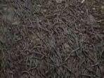tangkapan-layar-video-viral-ribuan-cacing-di-fb-yang-terjadi-di-lombok.jpg