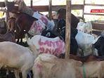 tempat-penjualan-kambing-untuk-hewan-kurban-di-kampung-arab-banjarmasin-18072021.jpg