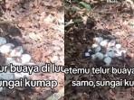 temuan-puluhan-butir-telur-berukuran-besar-tabalong.jpg