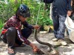 ular-King-Cobra-yang-berhasil-di-evakuasi.jpg