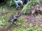 ular-piton-dengan-ditangkap-warga-rt-5-kelurahan-sumber-agung.jpg