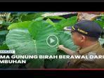 video-Berawal-dari-Tumbuhan-Inilah-Penamaan-Gunung-Birah-di-Tanahlaut.jpg