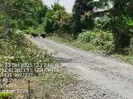 video-dua-beruang-di-Desa-Jambu-Baru-batola-Selasa-31102023.jpg