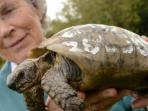 wendy-stokes-toby-kura-kura-berusia-109-tahun_20150419_134547.jpg