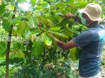 wisata-kalsel-kebun-kopi-di-tempat-usaha-biji-kopi-borneo-di-banjarbaru-selasa-08022022.jpg