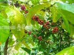 wisata-kalsel-suasana-di-kafe-biji-kopi-borneo-kota-banjarbaru-selasa-08022022.jpg