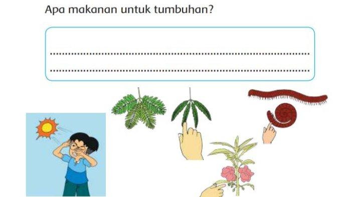 KUNCI JAWABAN Tema 1 Kelas 3 SD Halaman 14, Apa Makanan untuk Tumbuhan?