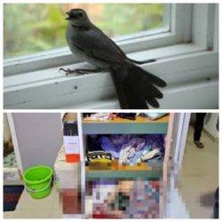 Ini Firasat Ayah Kandung, Sebelum Resti Windi Ditemukan Tewas Dalam Lemari di Jambi