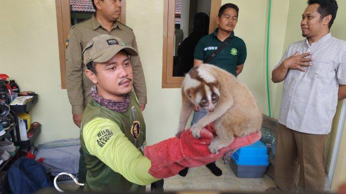 Warga lingkungan BBS 2, Kelurahan Ciwaduk, Kecamatan Cilegon, Kota Cilegon dihebohkan dengan kemunculan seekor Kukang Jawa, pada Selasa (8/10/2024).