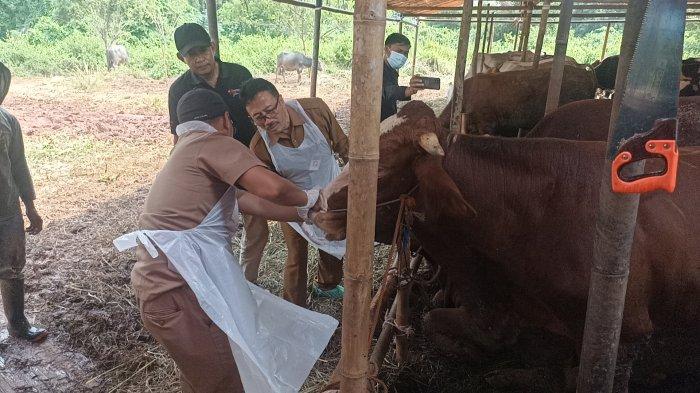 6 Panduan dan Bacaan Doa Sebelum Menyembelih Hewan Kurban di Hari Raya Idul Adha 2023