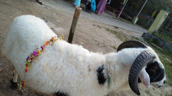 Pedagang Hewan Kurban Ungkap Setiap Tahunnya Ada Kenaikan Harga Kambing/Domba Rp 300-Rp 500 Ribu