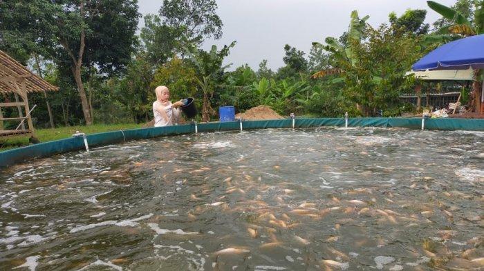 Kisah Sukses Intan Pratiwi, Budidaya Nila Via Sistem Bioflok hingga Jadi Langganan Restoran di Lebak