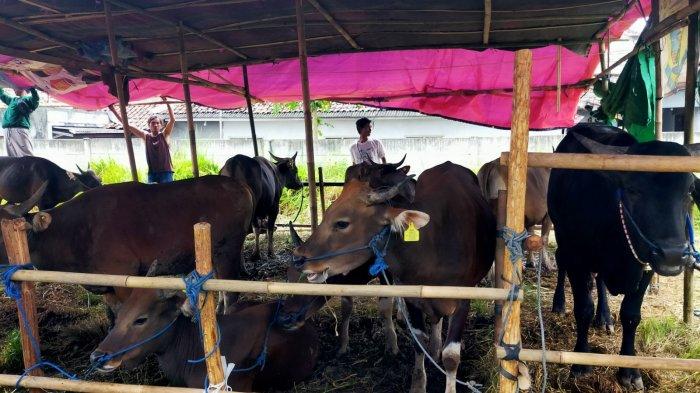Rekomendasi Tempat Penjualan Hewan Kurban di Kabupaten Tangerang Banten Idul Adha 2024