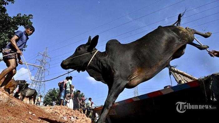 Di Tangerang, Sapi Kurban Mengamuk saat akan Disembelih, Seruduk 4 Orang, Berujung Ditembak Petugas