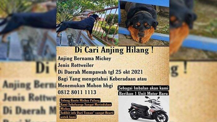 Anjingnya Hilang, Bos Konter HP Ini Gelar Sayembara Berhadiah Uang Rp 10 Juta & Honda Beat Baru