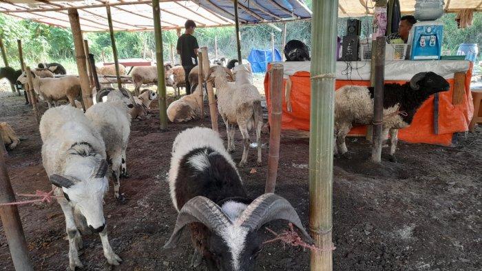 Siap-siap, Pemprov Banten Bakal Gelar Sidak Hewan Kurban Jelang Idul Adha