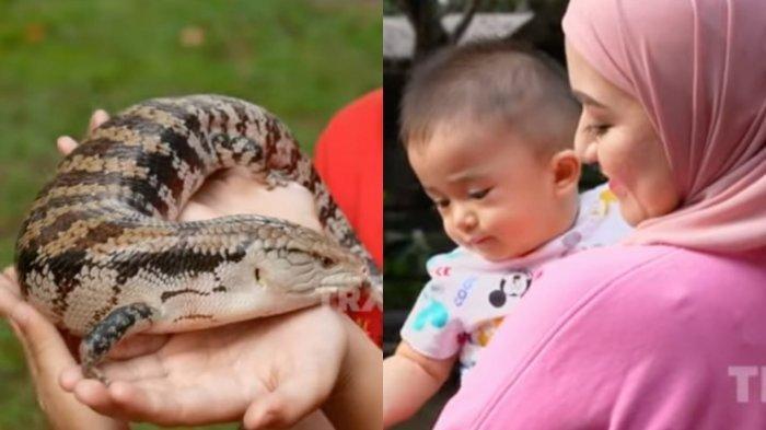 Gak Ada Takutnya, Baby Adzam Berani Sentuh Reptil, Nathalie Holscher Sampai Heran: Dia Penasaran Nih