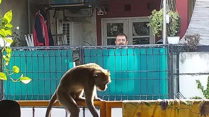 Warga Perumahan Villa Dago Tol Ciputat Dibuat Geger Oleh Ulah Monyet Liar, Warga: Selalu Mau Nyerang