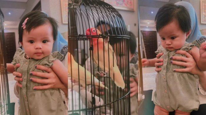 Ameena Semringah Punya Teman Baru di Rumah, Kehadirannya Bikin Atta Kaget, Aurel Malah Mau Beli Ular